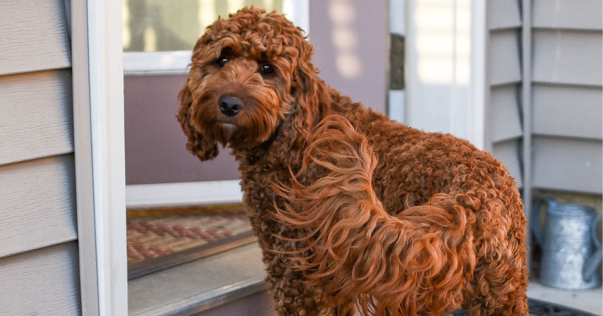 HOW MUCH IS AN AUSTRALIAN LABRADOODLE